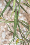 Perennial saltmarsh aster